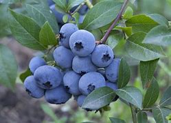 Image result for Southern Highbush Blueberry