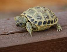 Image result for Tortoise Babies