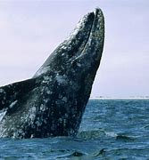 Image result for Gray Whale Pictures