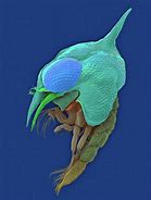 Image result for Larva Cycle Crab