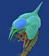 Image result for Crab Larva