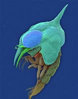 Image result for Megaloper Crab Larva