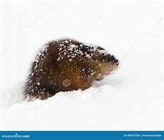 Image result for Muskrat Snow