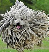 Image result for Weird Dog Guy