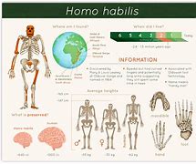 Image result for Anthropology Human Evolution