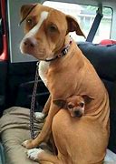 Image result for Adopt Pit Bull