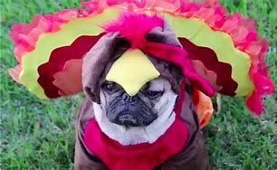 Image result for Thanksgiving Puglie Pug