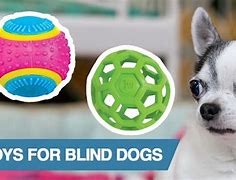 Image result for Toys for Blind Dogs