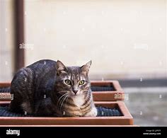 Image result for Grey House Cat