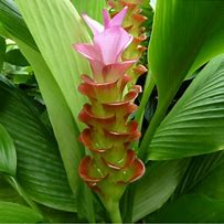 Image result for Haldi Plant