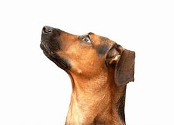 Image result for Inside Dog Nose