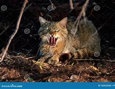 Image result for Columbian Wood Cat Natural Habitat