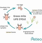 Image result for Mites On Dogs Back