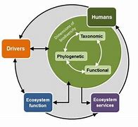 Image result for Biodiversity Diagram