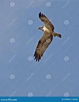 Image result for Osprey Flying