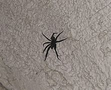 Image result for Mojave Desert Spiders