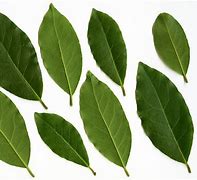 Image result for Laurus Species