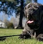 Image result for Most Expensive Dog