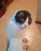 Image result for Cat Burrito Stuffy