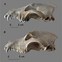 Image result for Wolf Skull vs Dog Skull