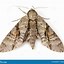 Image result for Sphingine Moth