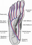 Image result for Plantar Arch of Foot