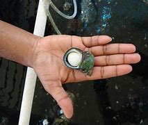 Image result for Green Snail