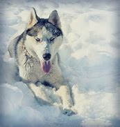 Image result for Proud Husky in the Snow