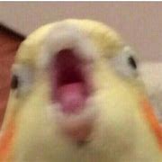 Image result for Bird Scream Meme