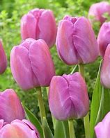 Image result for Tulip Purple Pride