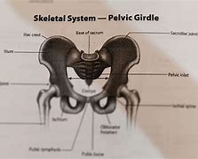 Image result for Skeletal System Pelvic Girdle