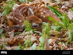 Image result for Newborn Deer Fawn