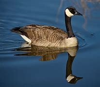 Image result for Canada Goose Species