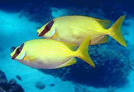 Image result for Ikan Berenang Laut