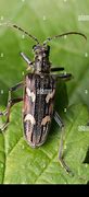 Image result for Big Longhorn Beetle