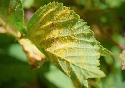 Image result for Rust Fungus