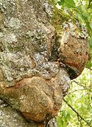 Image result for Peach Tree Canker