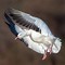 Image result for Arctic Snow Goose