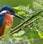 Image result for King Fisher Cape