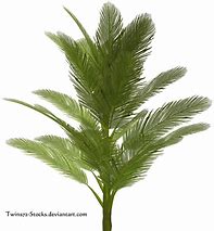 Image result for Palm Plant PNG