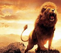 Image result for Roaring Angry Lion Wallpaper