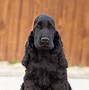 Image result for Brown English Cocker Spaniel