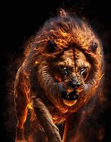 Image result for Fire and Ice Lion