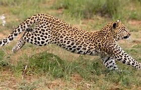 Image result for Leopard Walk