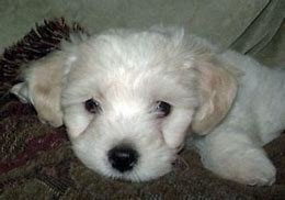 Image result for Bichon Terrier Puppies Mesa