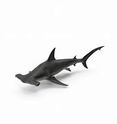 Image result for Gaint Hammerhead Shark