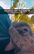 Image result for Baby Sloth Screaming