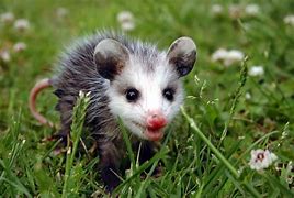 Image result for Bald Possum