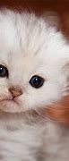 Image result for Cute Kitty Cat