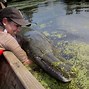 Image result for Alligator Gar Fisch